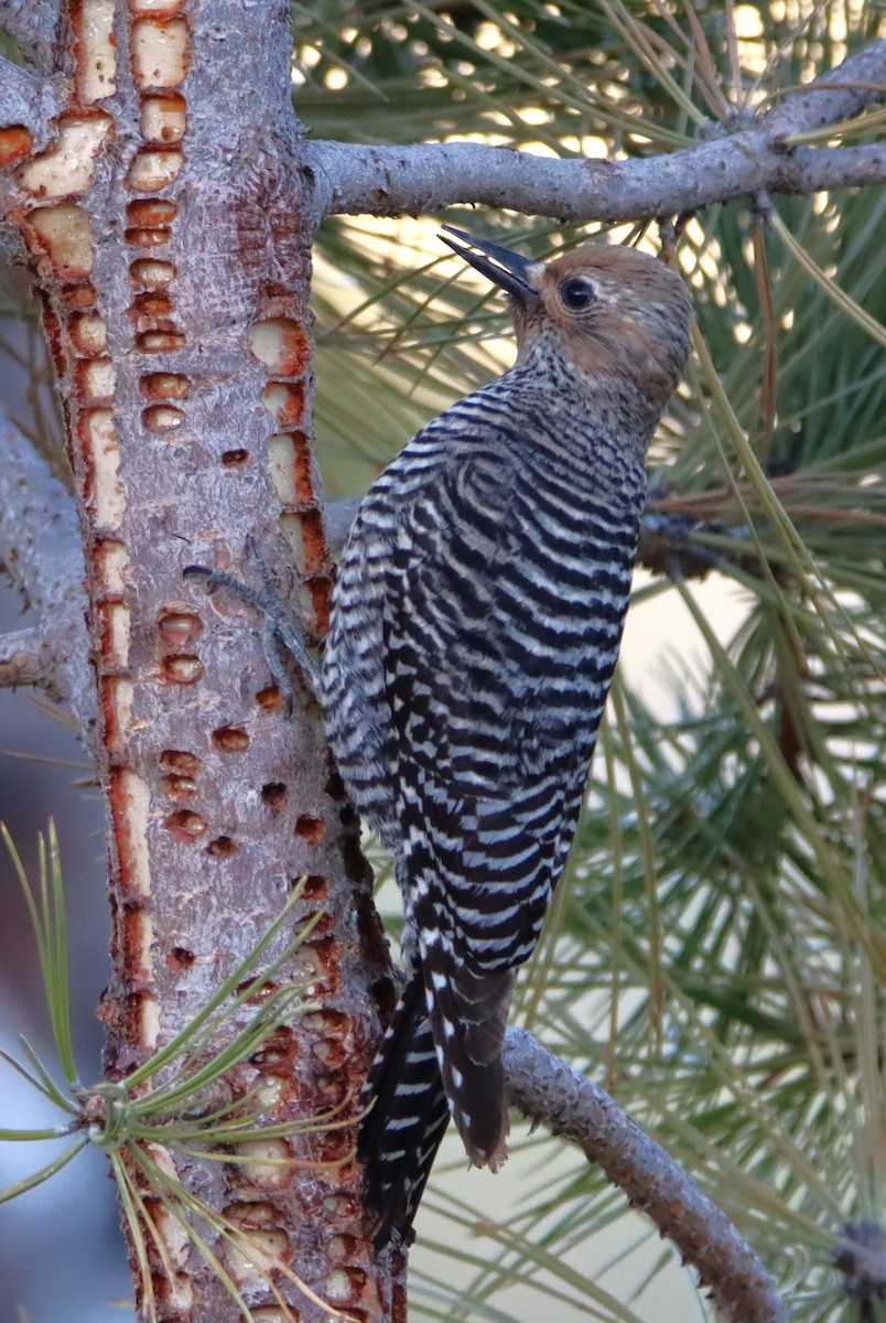 Williamson's Sapsucker - ML619789409