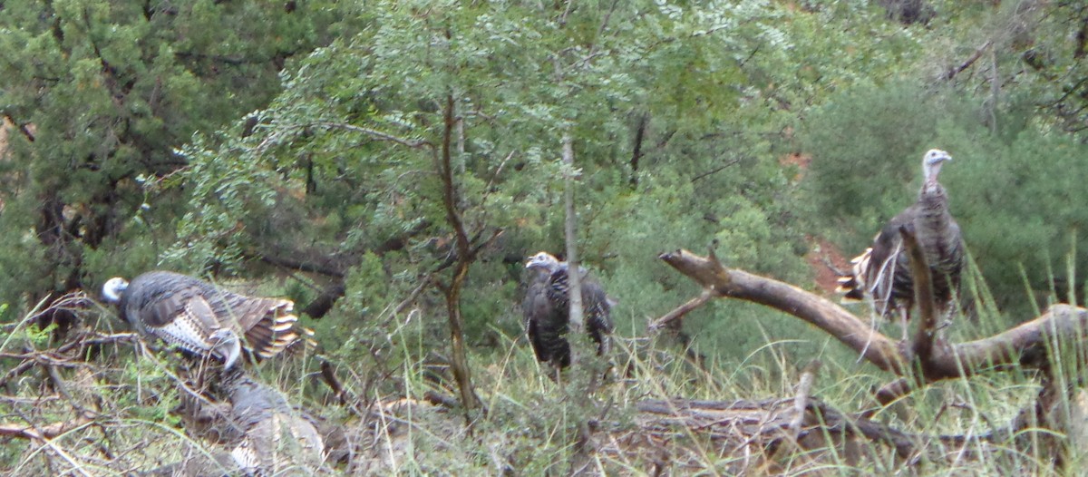 Wild Turkey - Jeanine Merrill