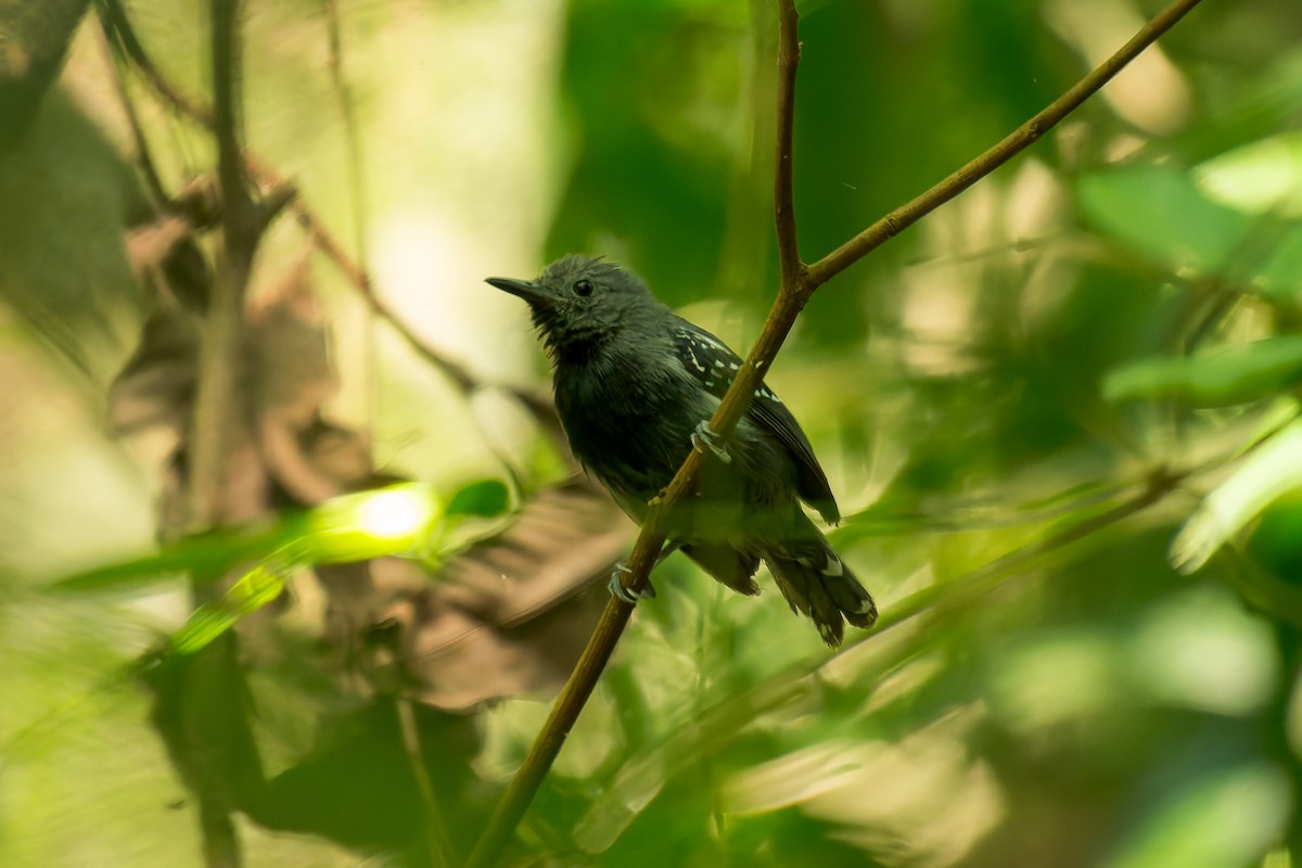 White-flanked Antwren - ML619789420