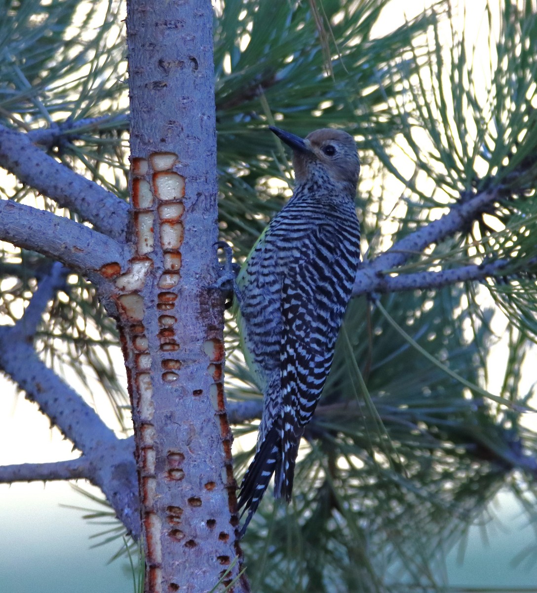 Williamson's Sapsucker - ML619789427