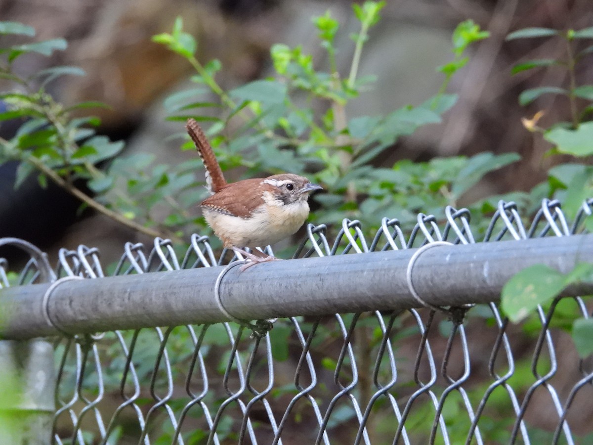 Carolina Wren - ML619789432