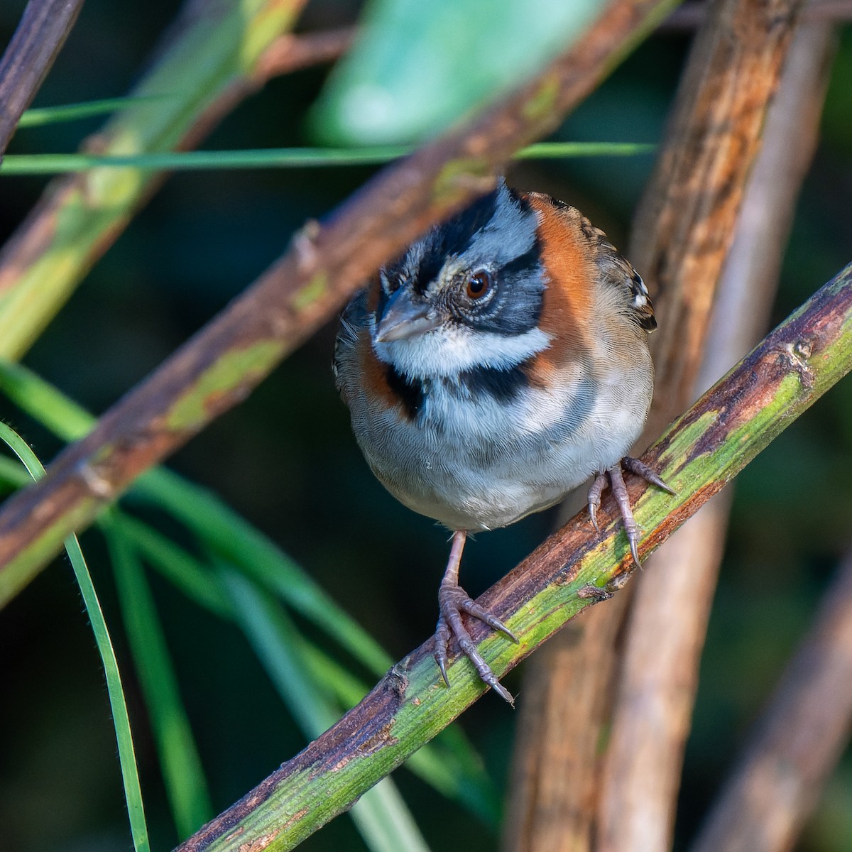 Rufous-collared Sparrow - ML619789436