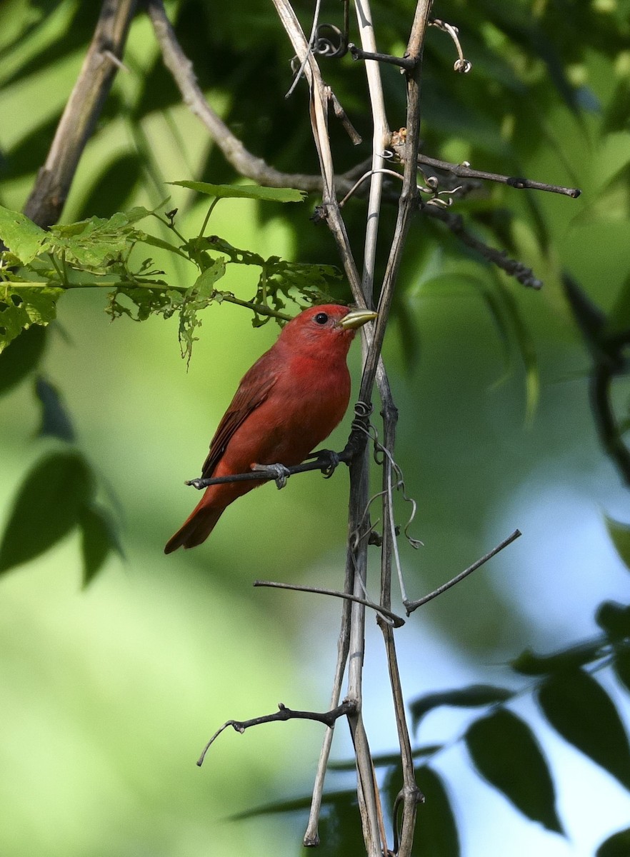 Piranga Roja - ML619789447