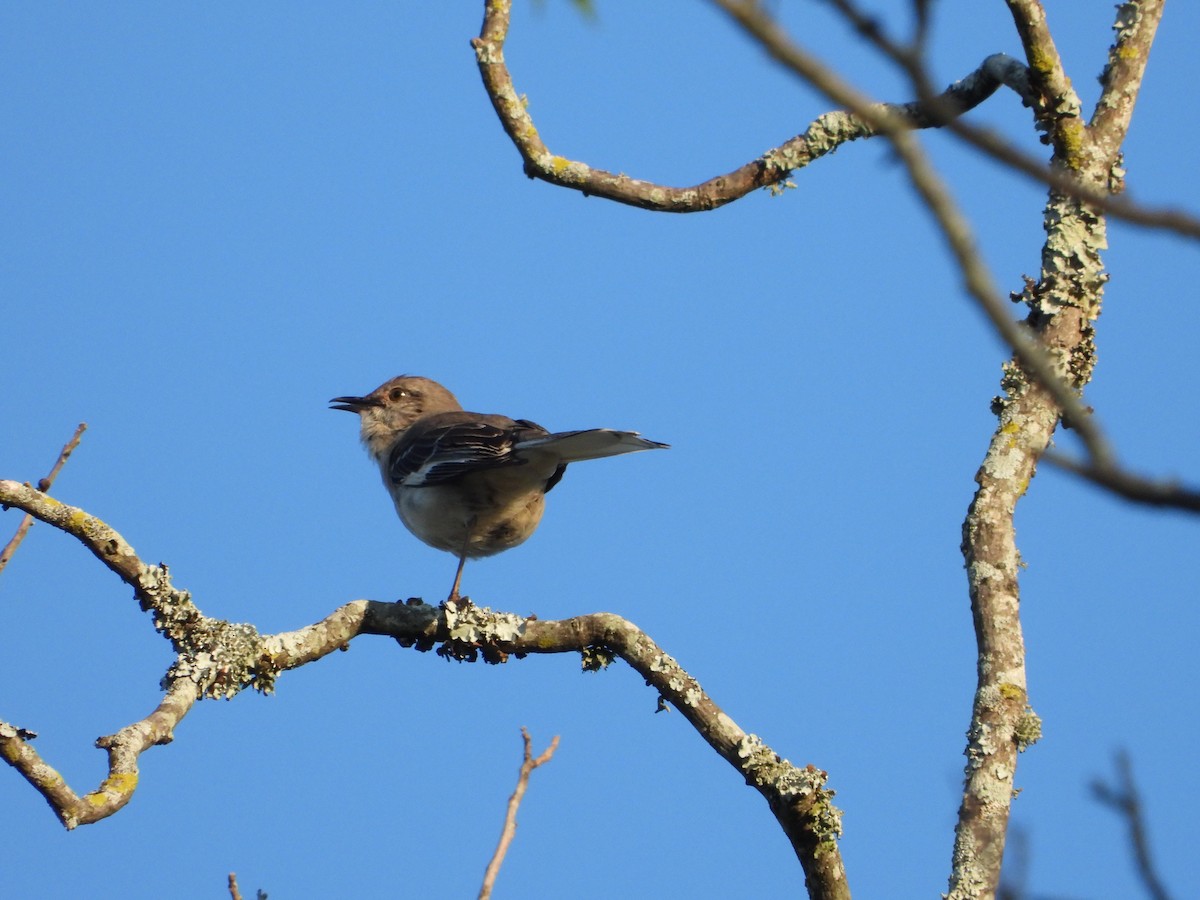 Northern Mockingbird - ML619789463