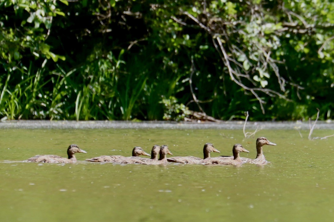 Canard colvert - ML619789464