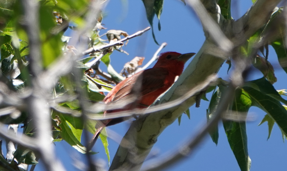 Hepatic Tanager - ML619789474
