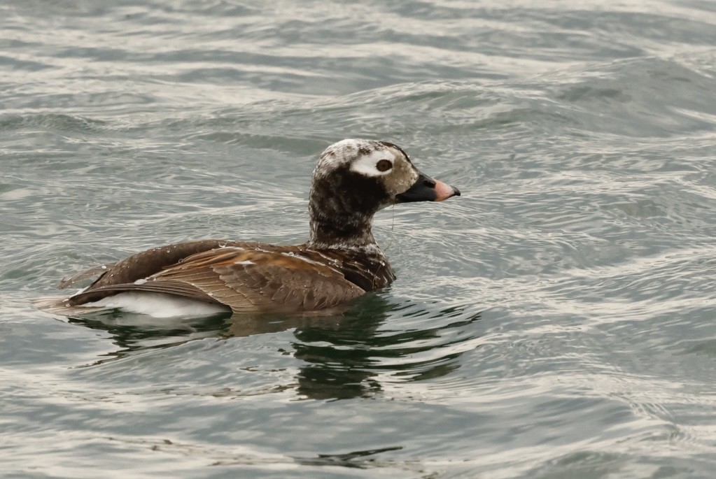 Long-tailed Duck - ML619789483
