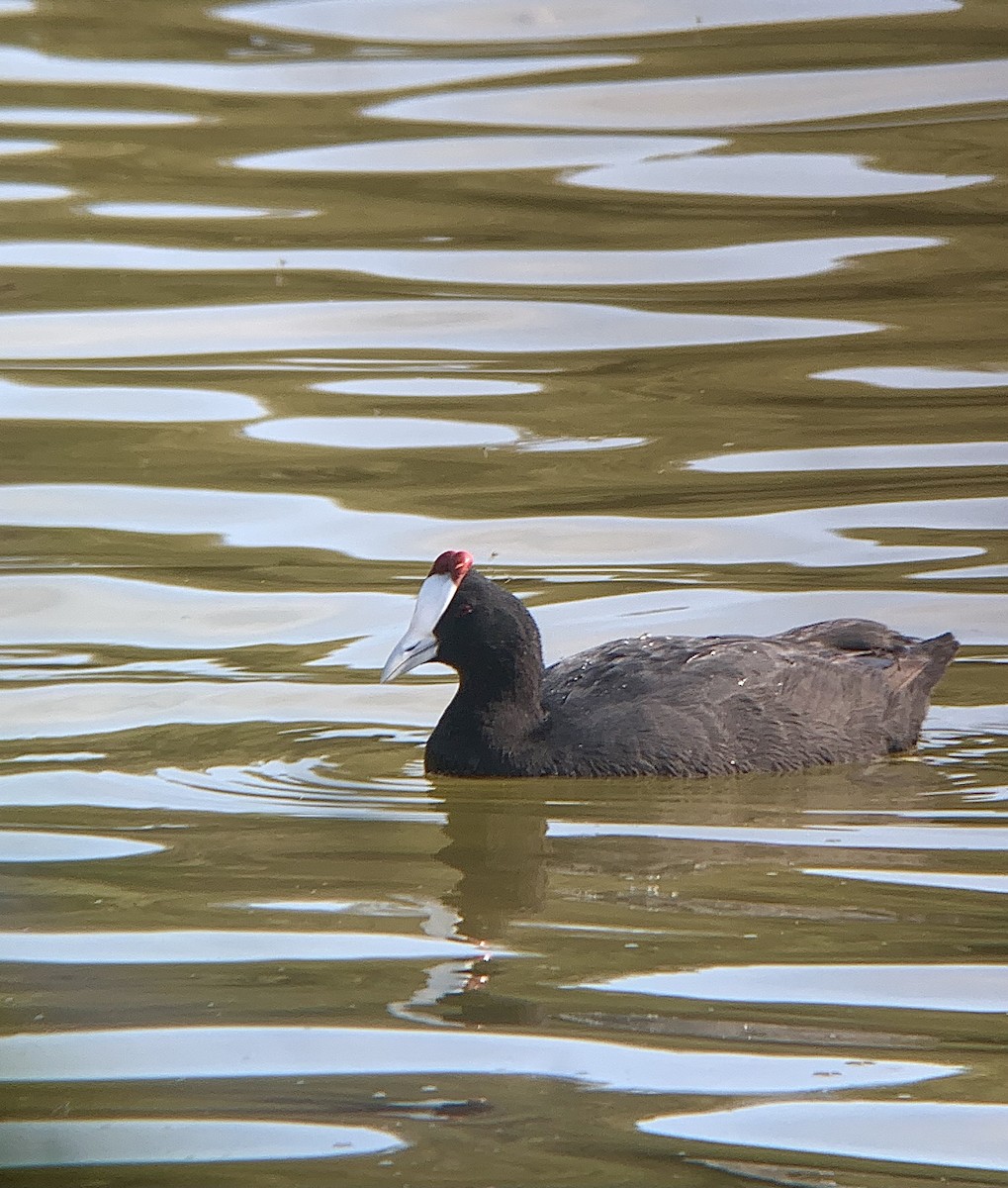Red-knobbed Coot - ML619789489