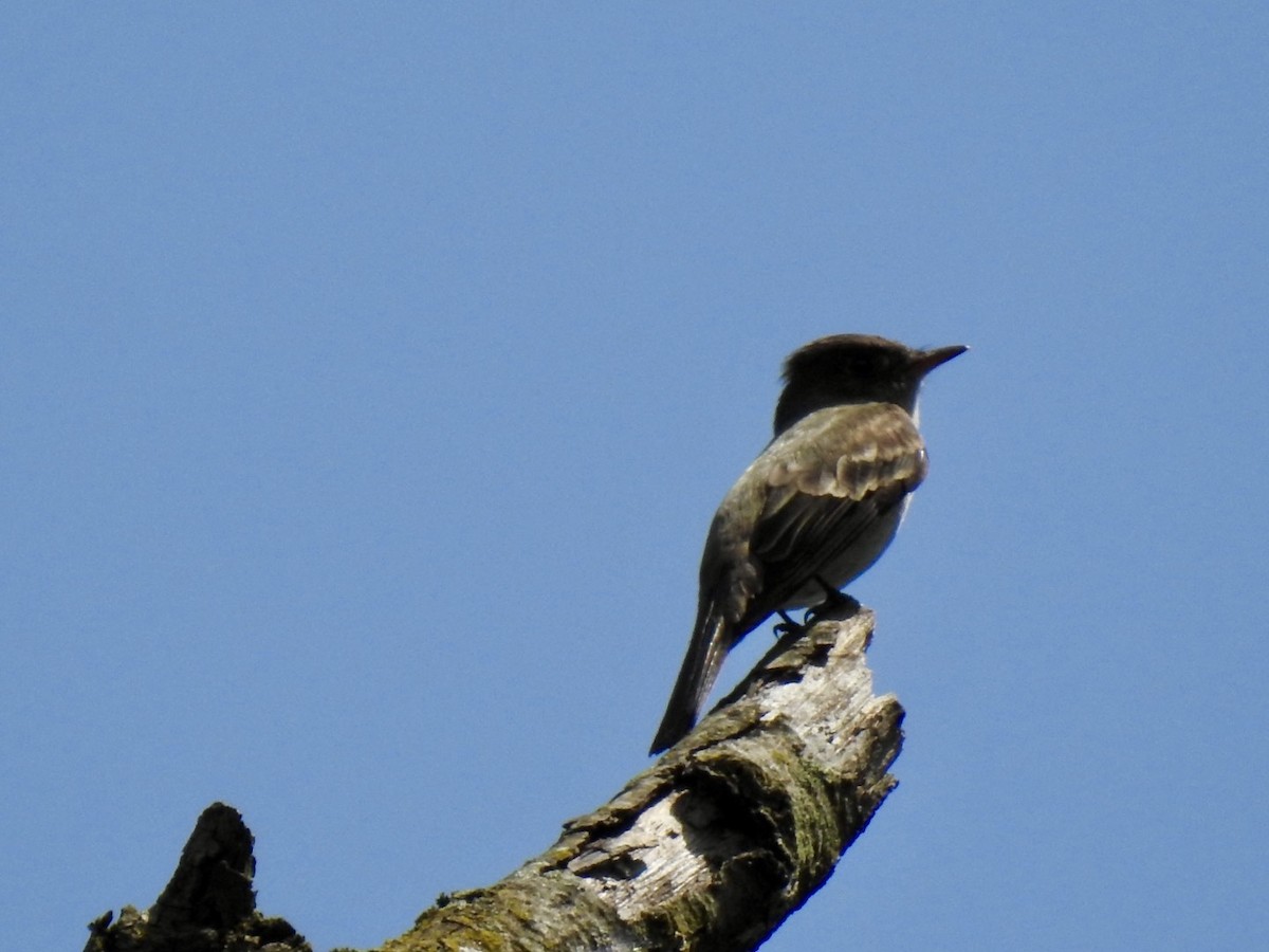 Eastern Wood-Pewee - ML619789495