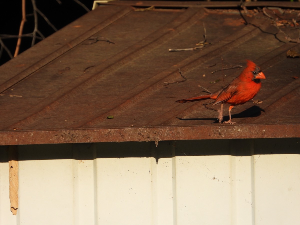 Northern Cardinal - ML619789501