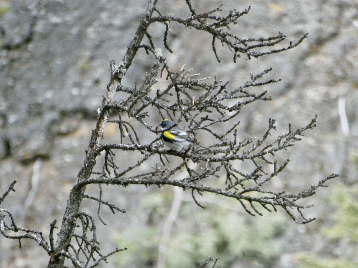 Yellow-rumped Warbler - ML619789527