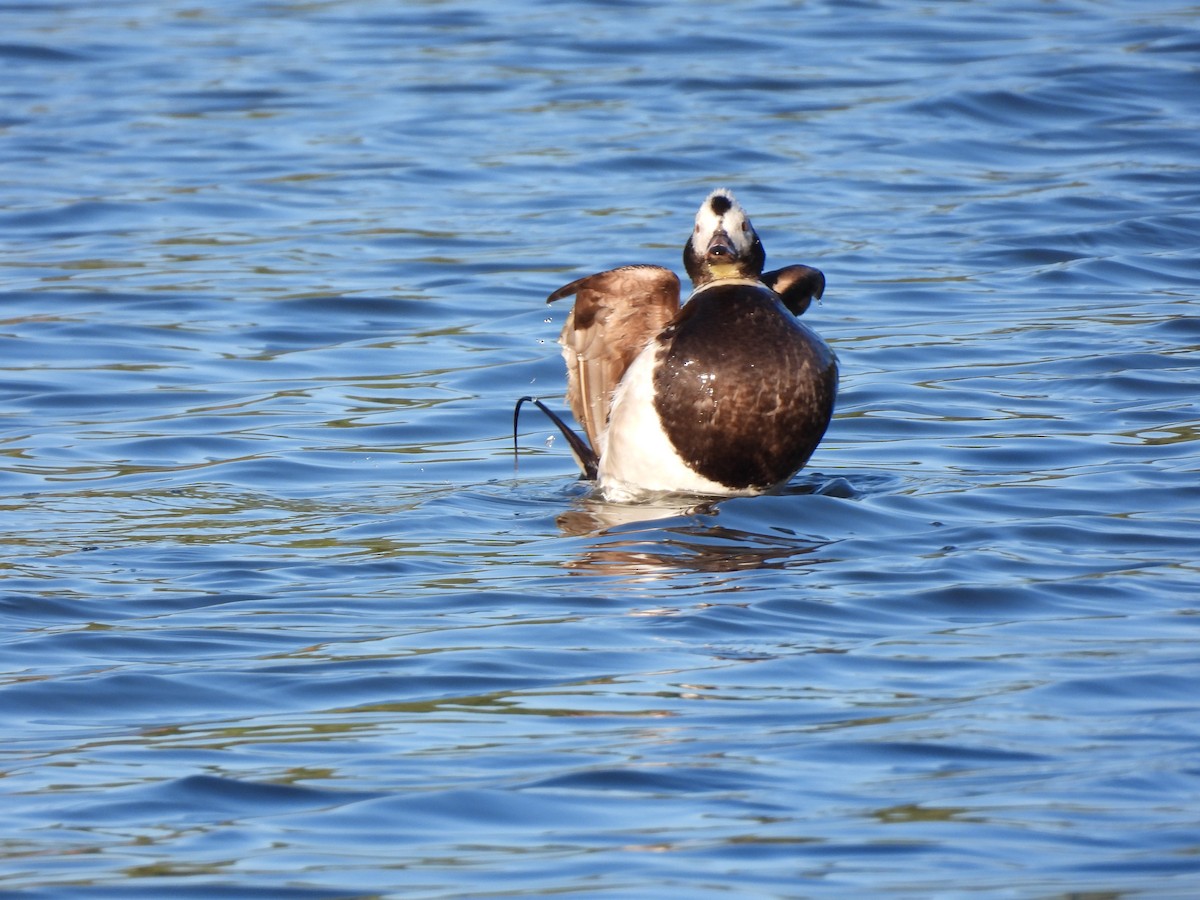 Long-tailed Duck - ML619789528