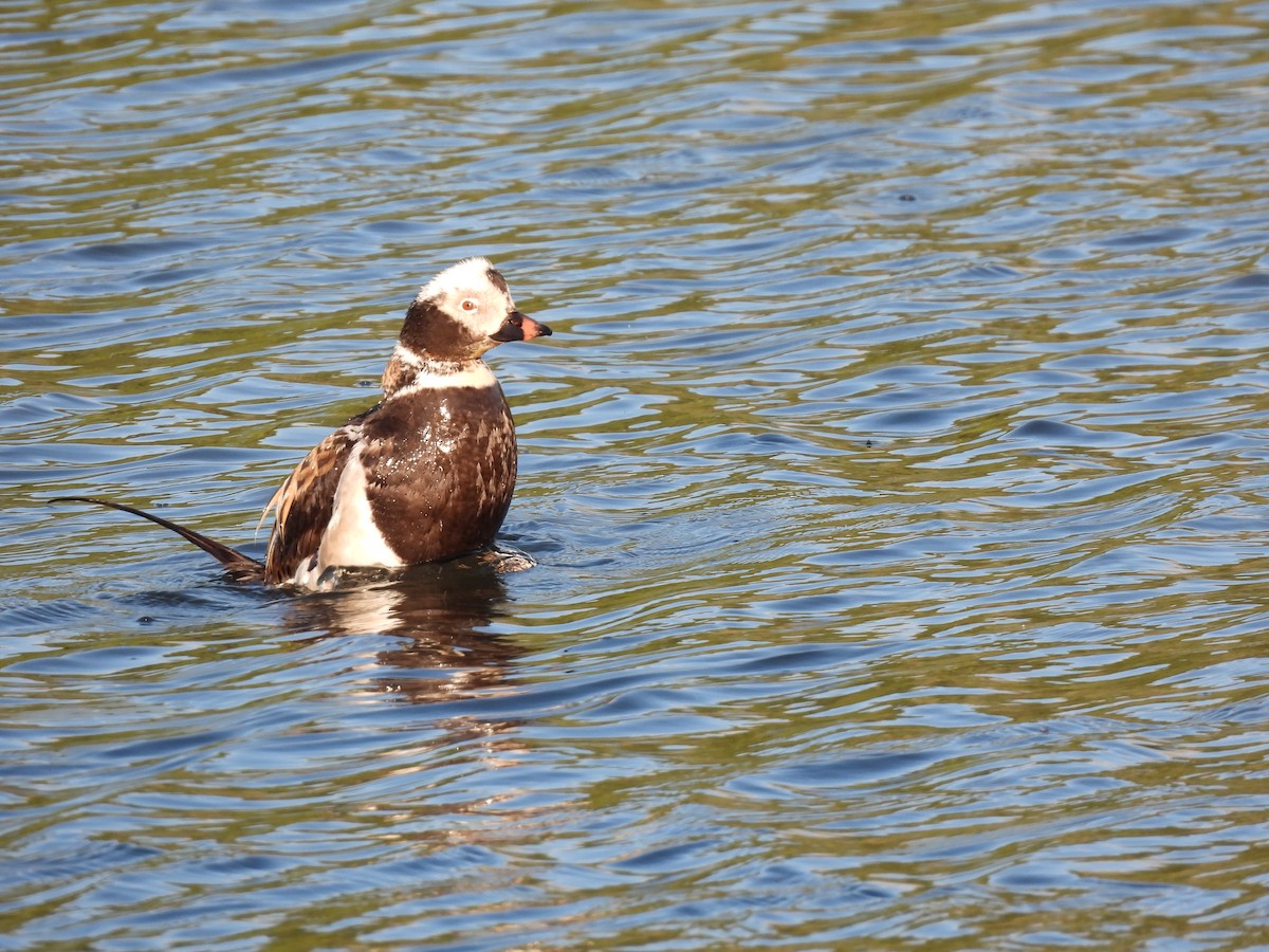 Long-tailed Duck - ML619789529