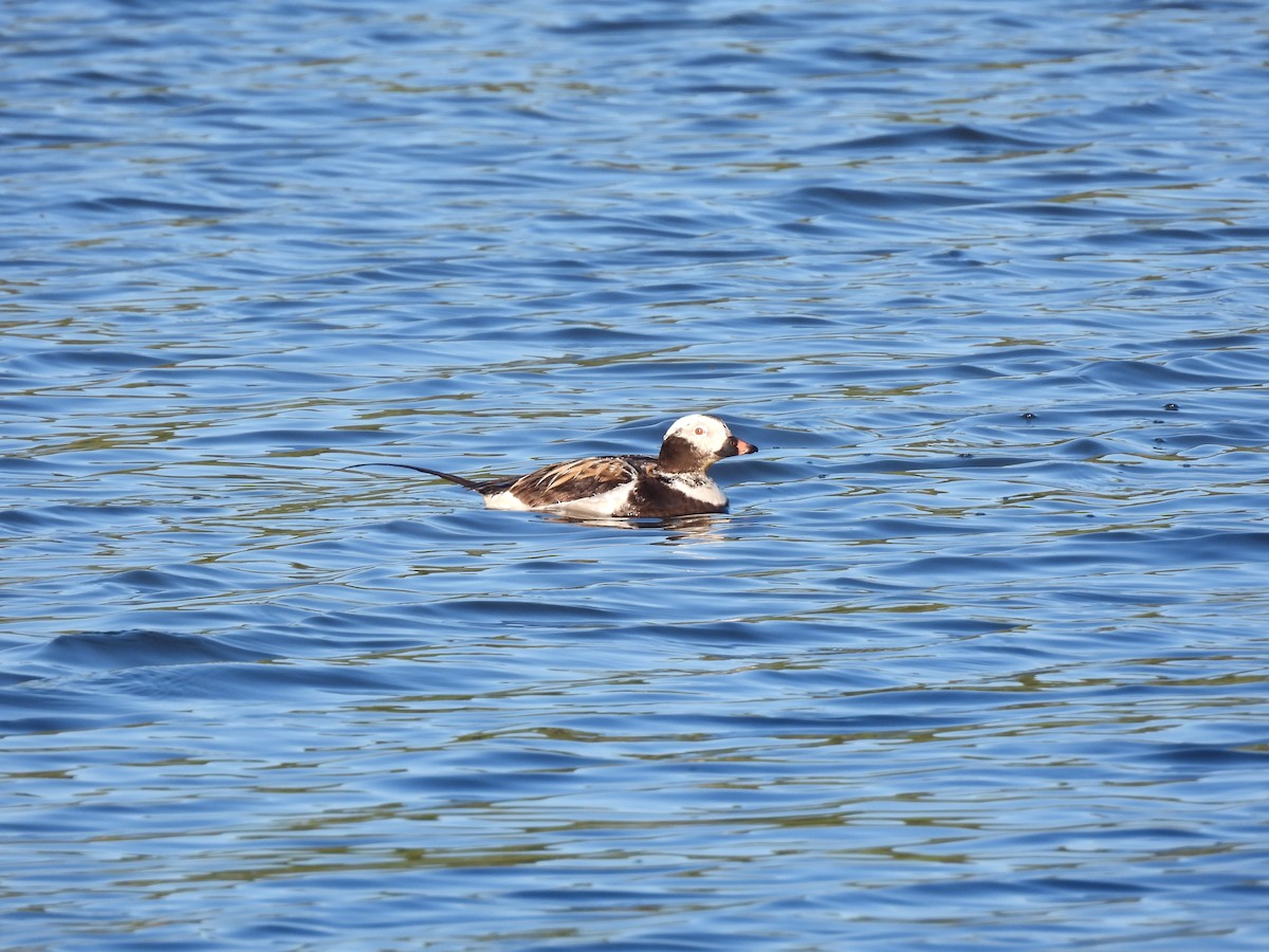 Long-tailed Duck - ML619789530