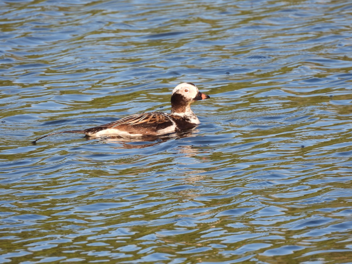 Long-tailed Duck - ML619789531