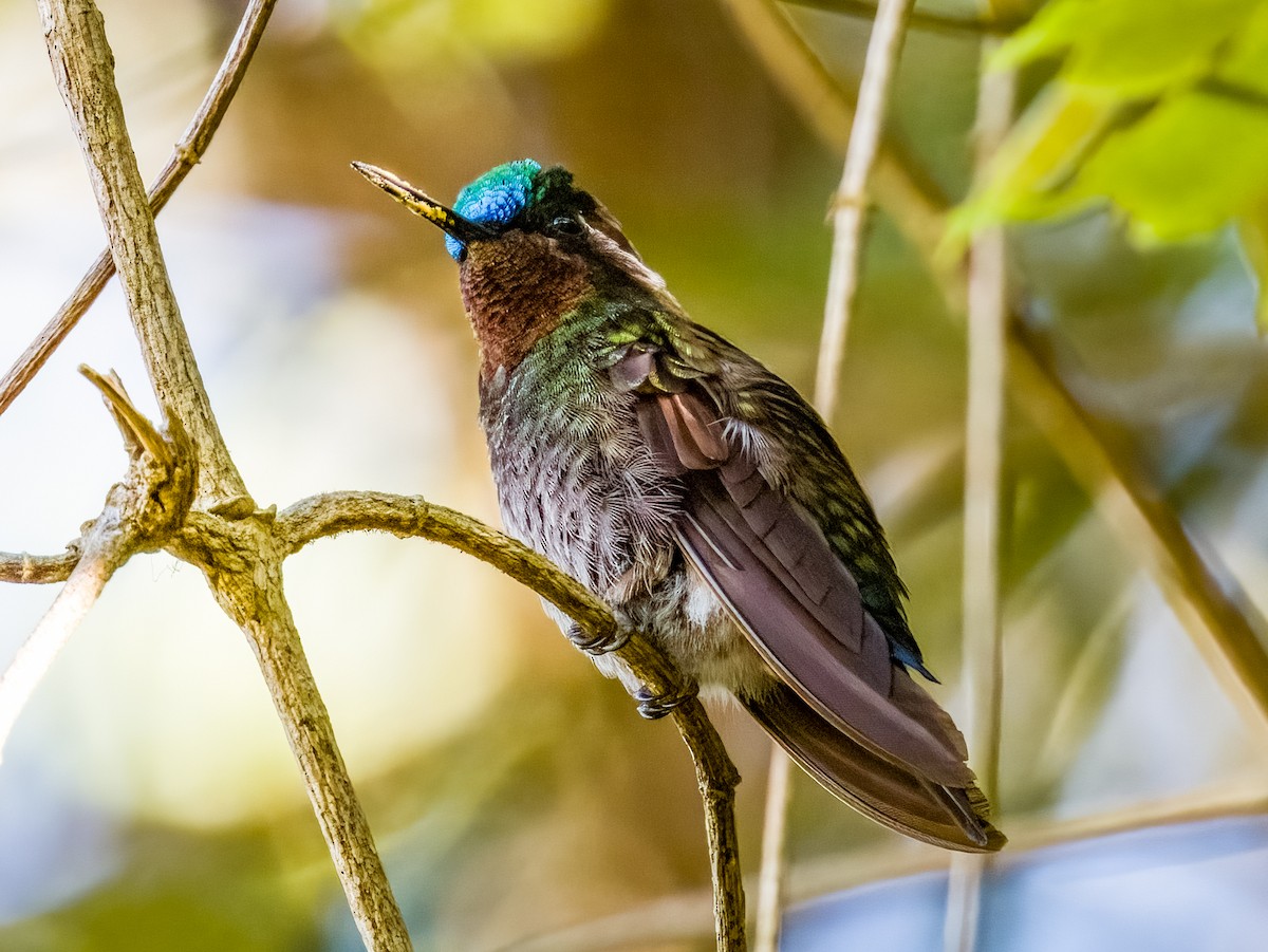 Colibri à gorge pourprée - ML619789543