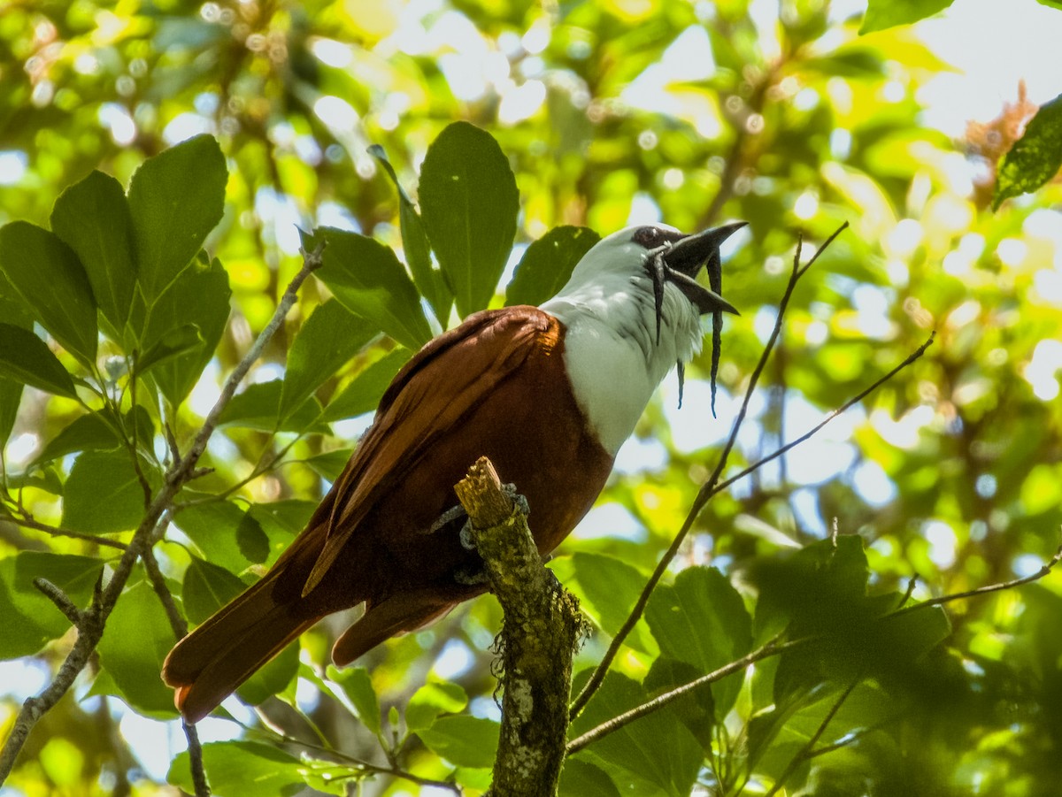 Three-wattled Bellbird - ML619789567