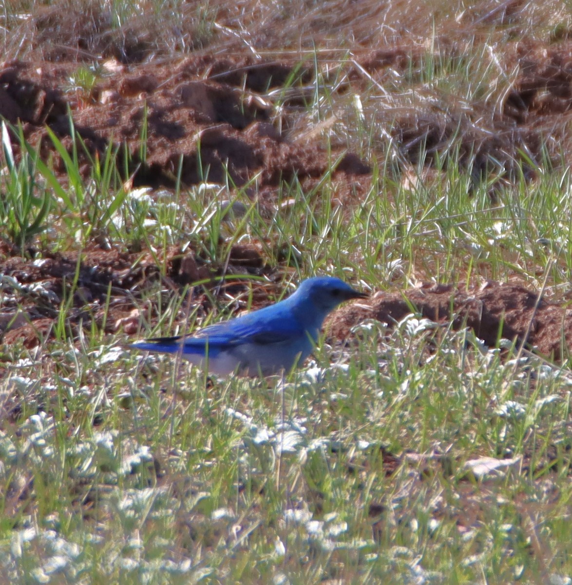 Mountain Bluebird - ML619789594