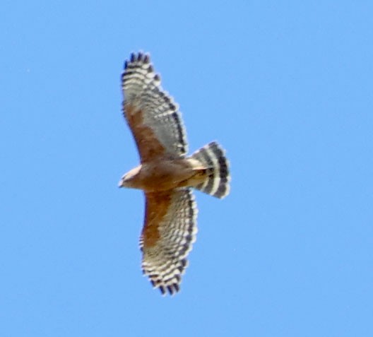 Red-shouldered Hawk - ML619789600