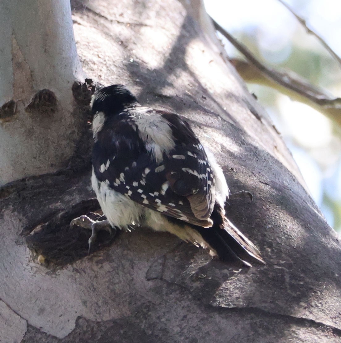 Downy Woodpecker - ML619789604