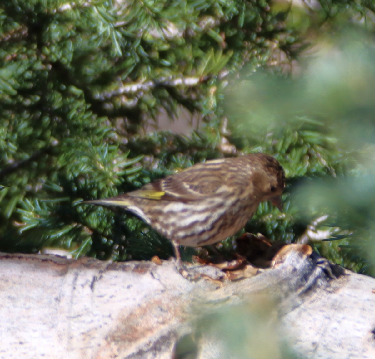 Pine Siskin - ML619789605