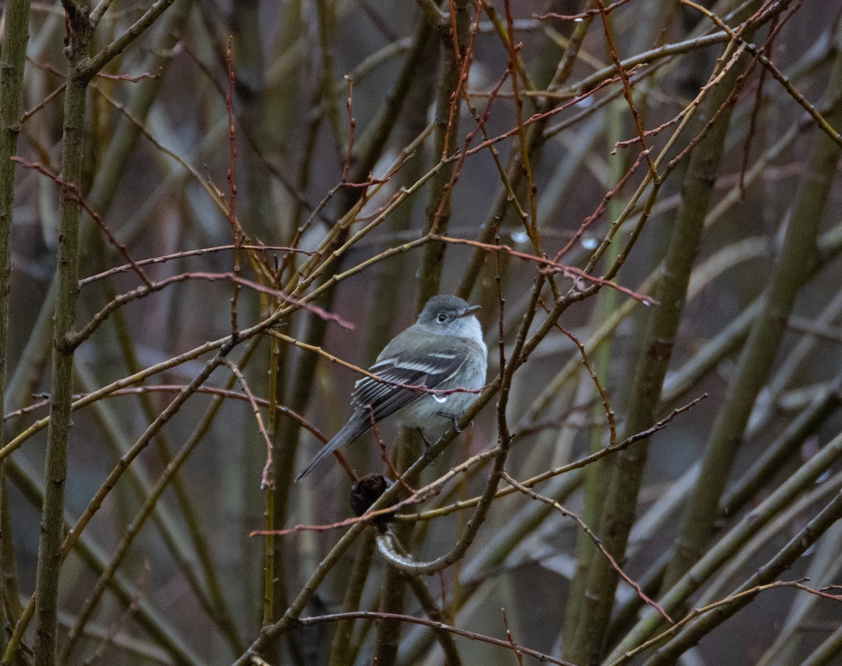 Dusky Flycatcher - ML619789614