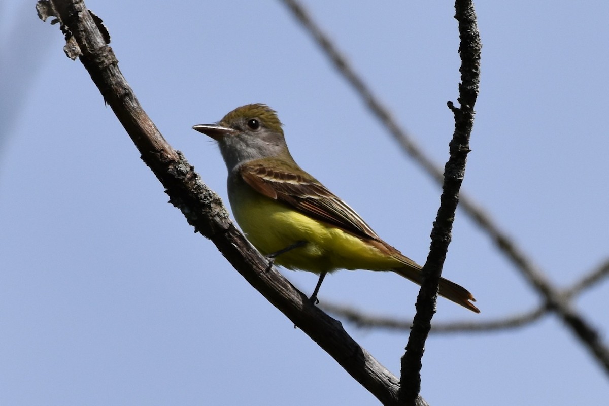 Great Crested Flycatcher - ML619789632