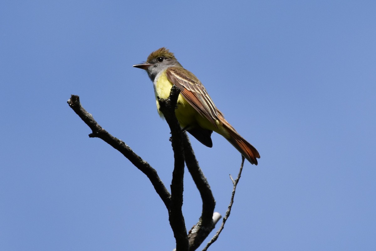 Great Crested Flycatcher - ML619789633