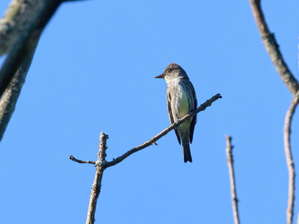 Olive-sided Flycatcher - ML619789646