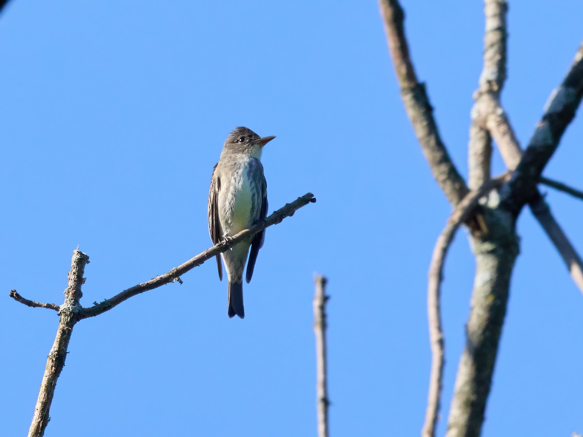 Olive-sided Flycatcher - ML619789647