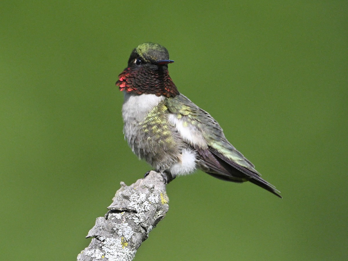 Ruby-throated Hummingbird - ML619789660