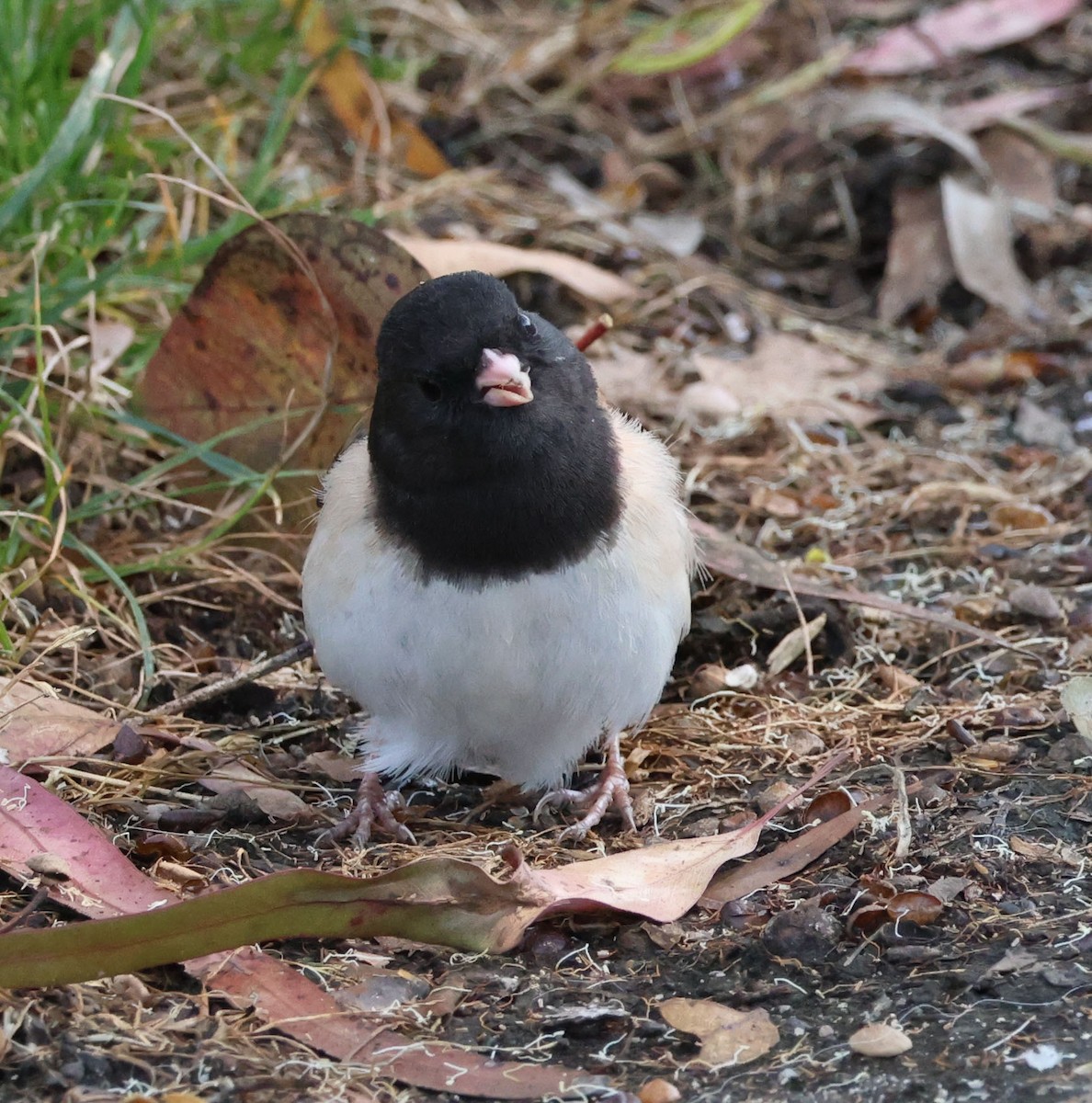 Dark-eyed Junco - ML619789672