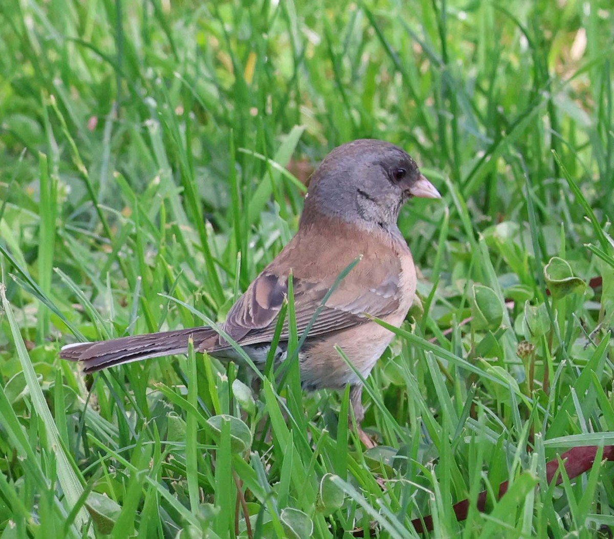 Junco Ojioscuro - ML619789673