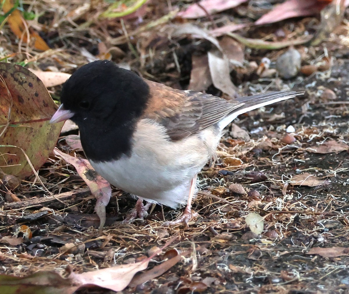 Junco Ojioscuro - ML619789674