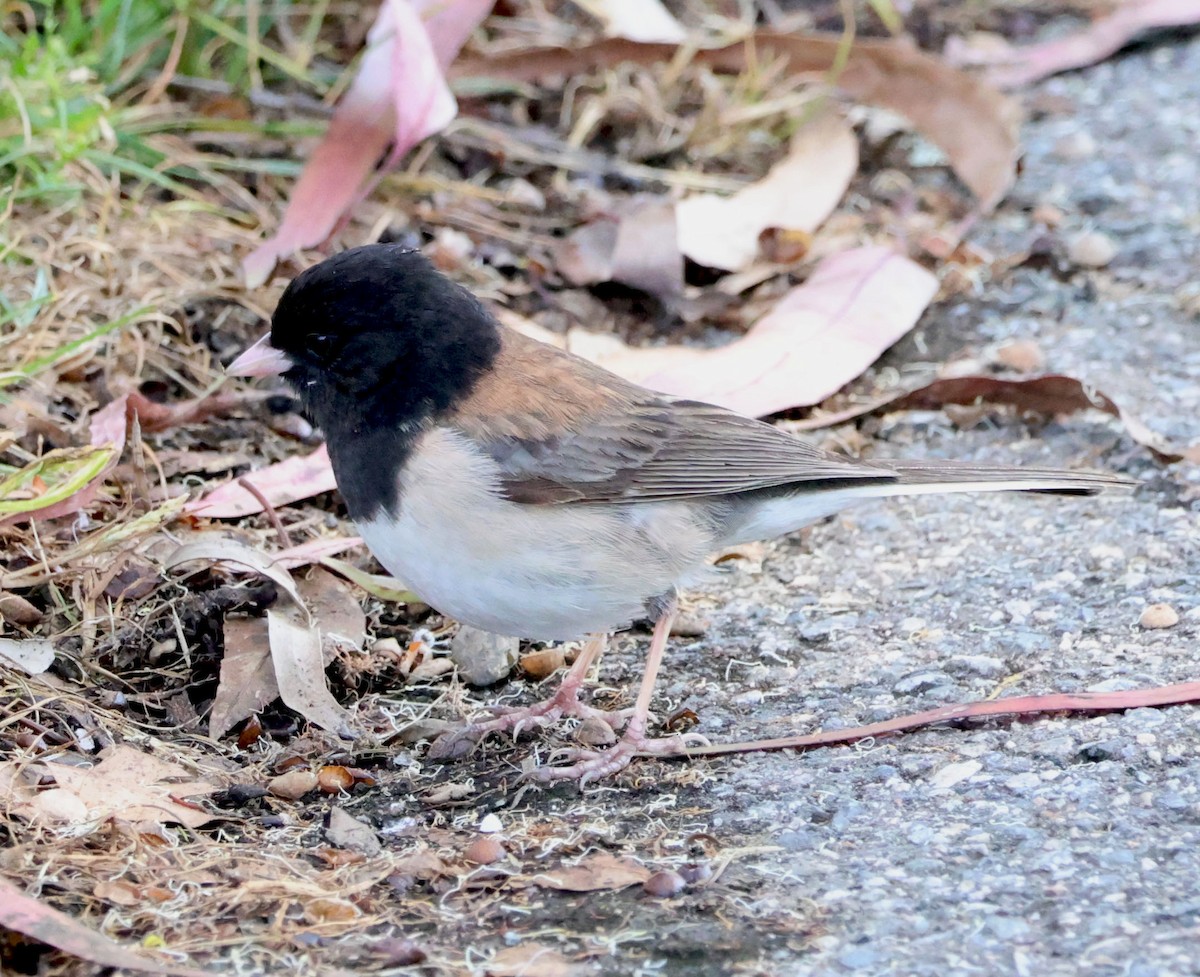 Dark-eyed Junco - ML619789675