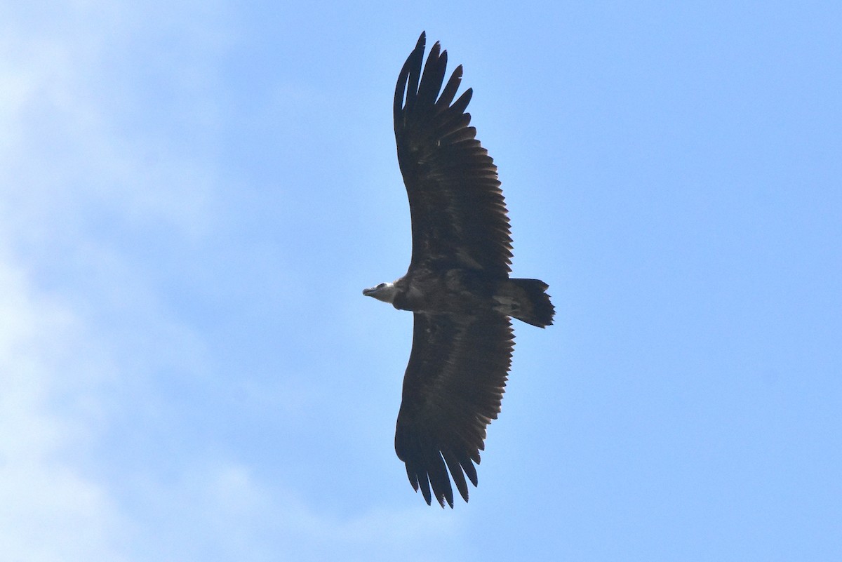 Cinereous Vulture - ML619789693