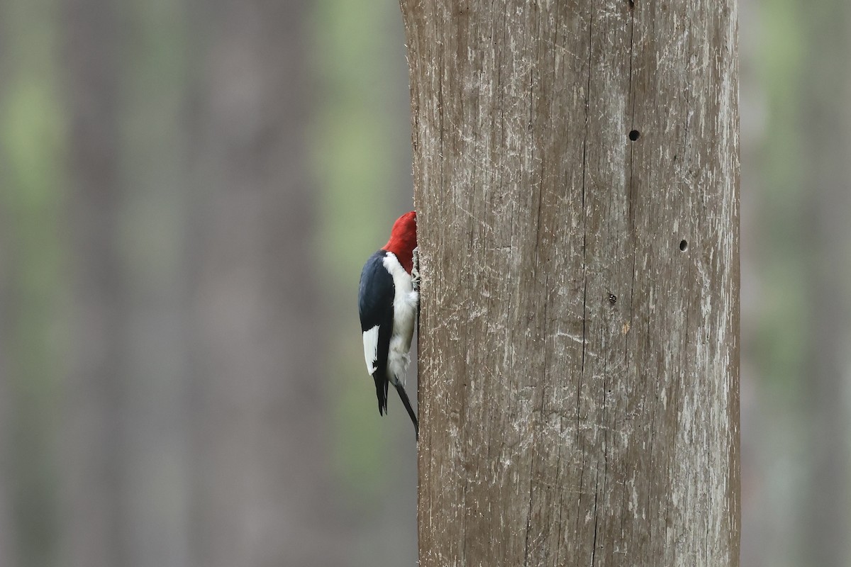 Red-headed Woodpecker - ML619789705