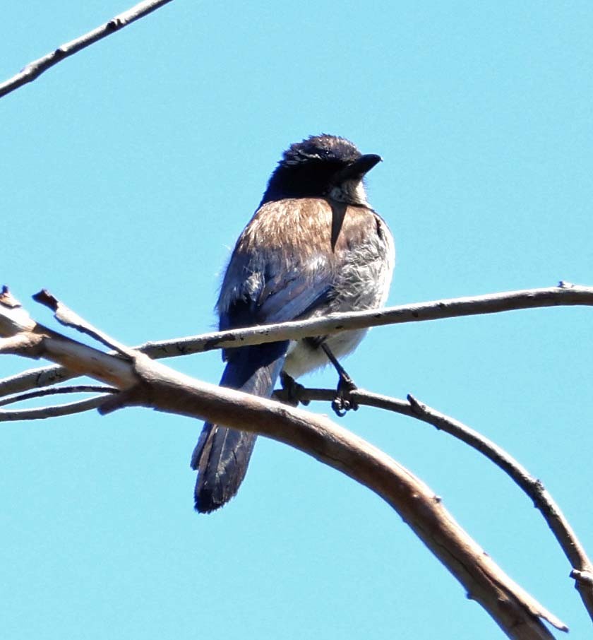 California Scrub-Jay - Diane Etchison