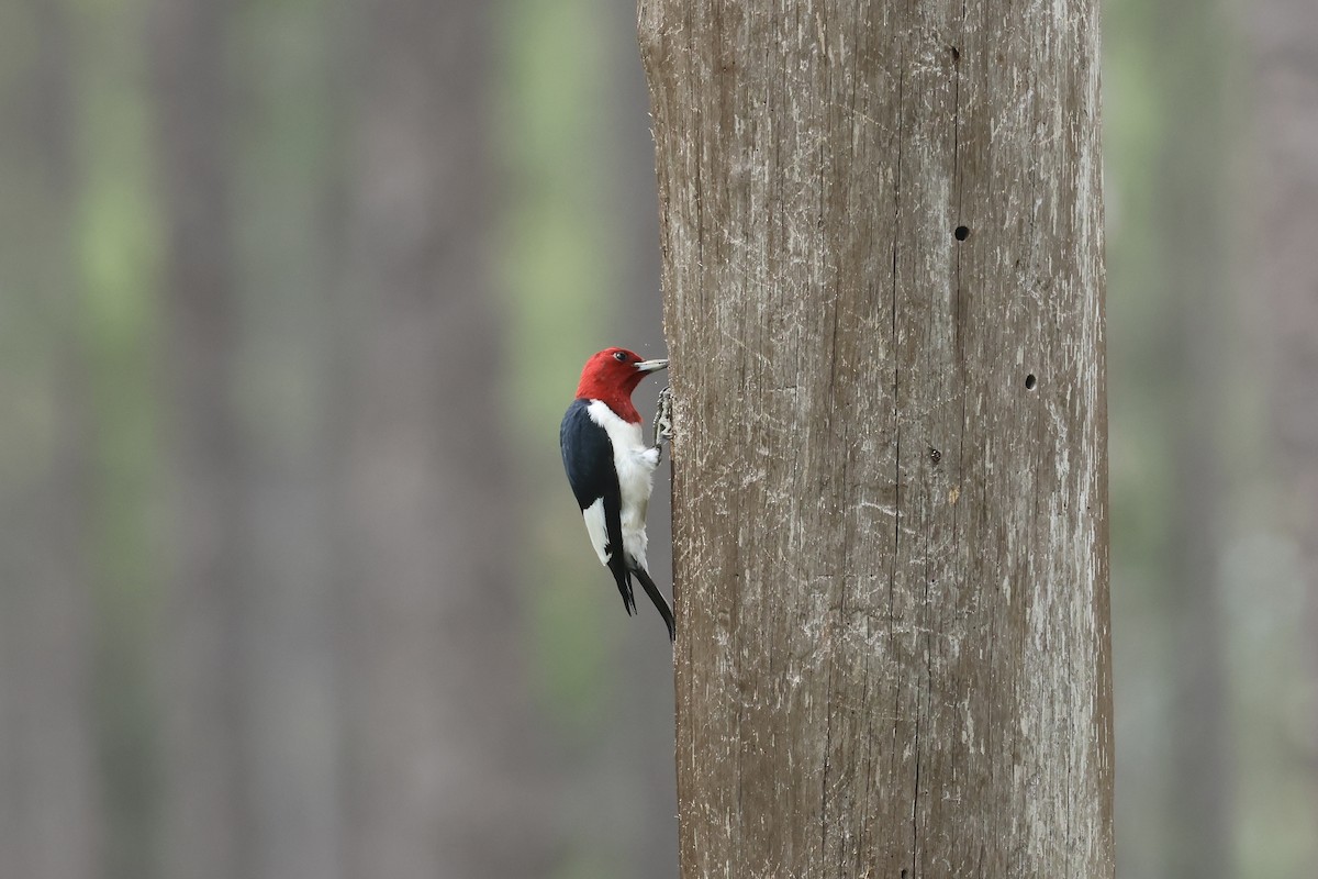Red-headed Woodpecker - ML619789707