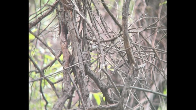 Blue-gray Gnatcatcher - ML619789710