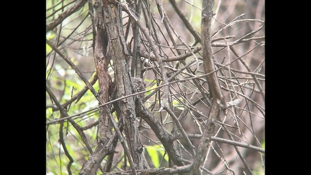 Blue-gray Gnatcatcher - ML619789711