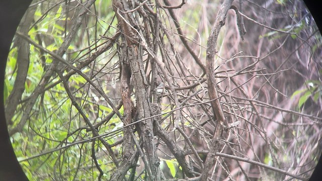 Blue-gray Gnatcatcher - ML619789713