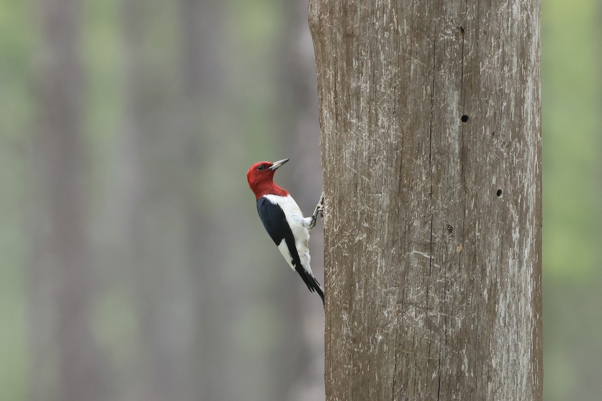 Red-headed Woodpecker - ML619789716