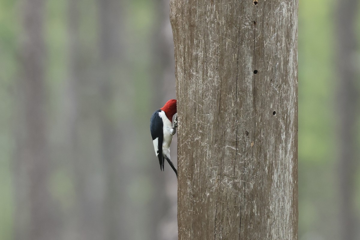 Pic à tête rouge - ML619789717