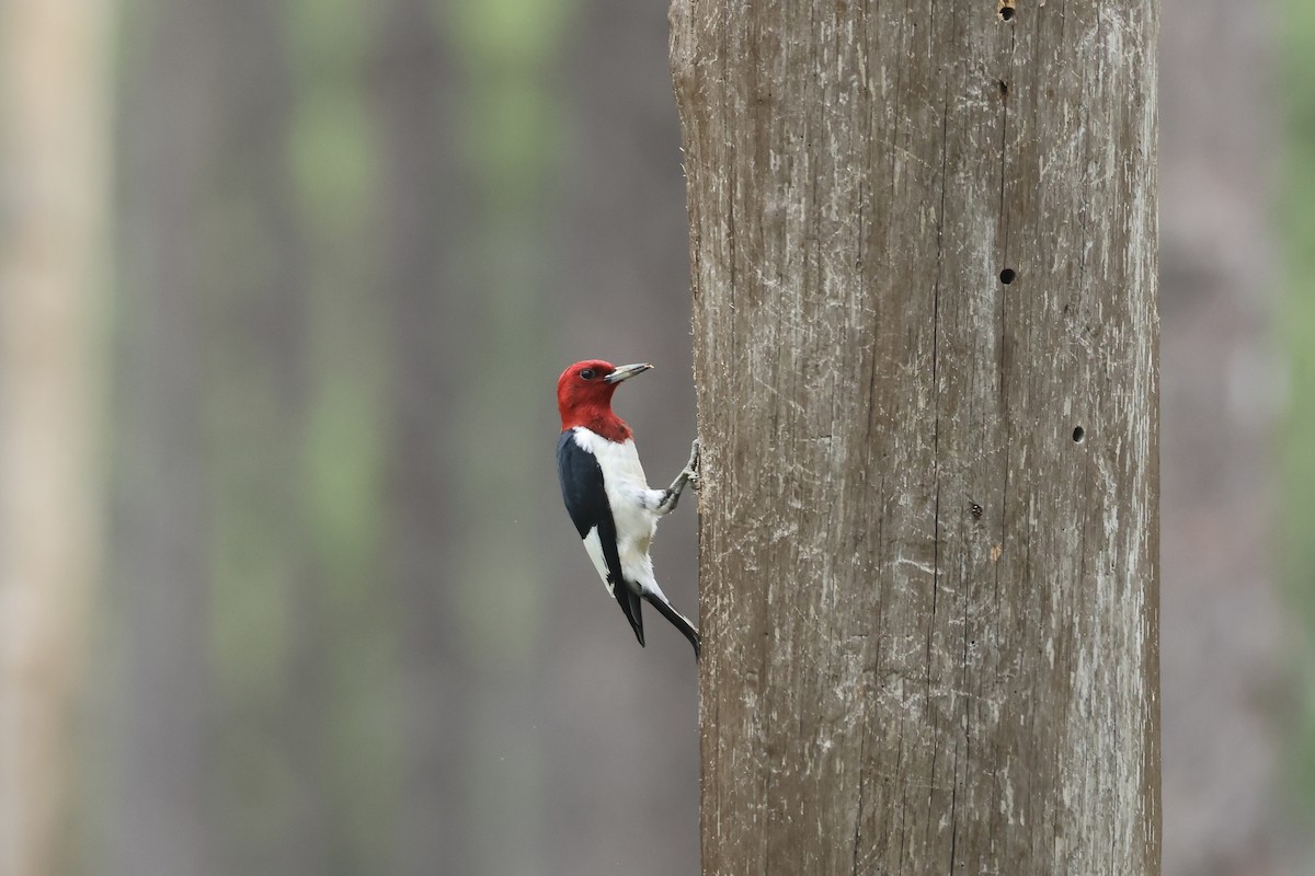 Red-headed Woodpecker - ML619789718