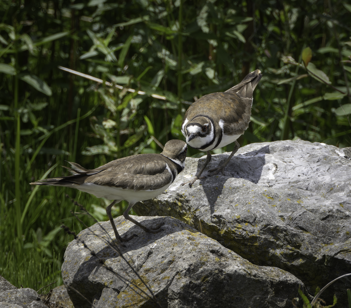 Killdeer - ML619789751