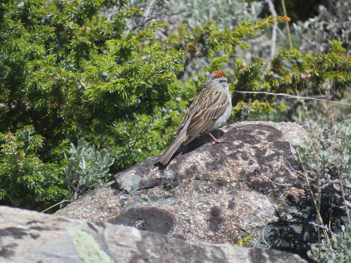 Chipping Sparrow - ML619789753