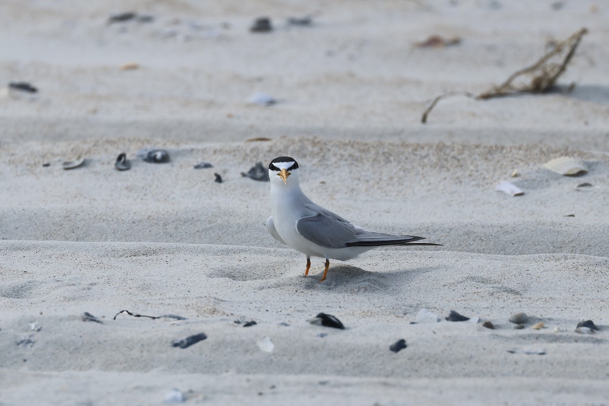 Least Tern - ML619789764