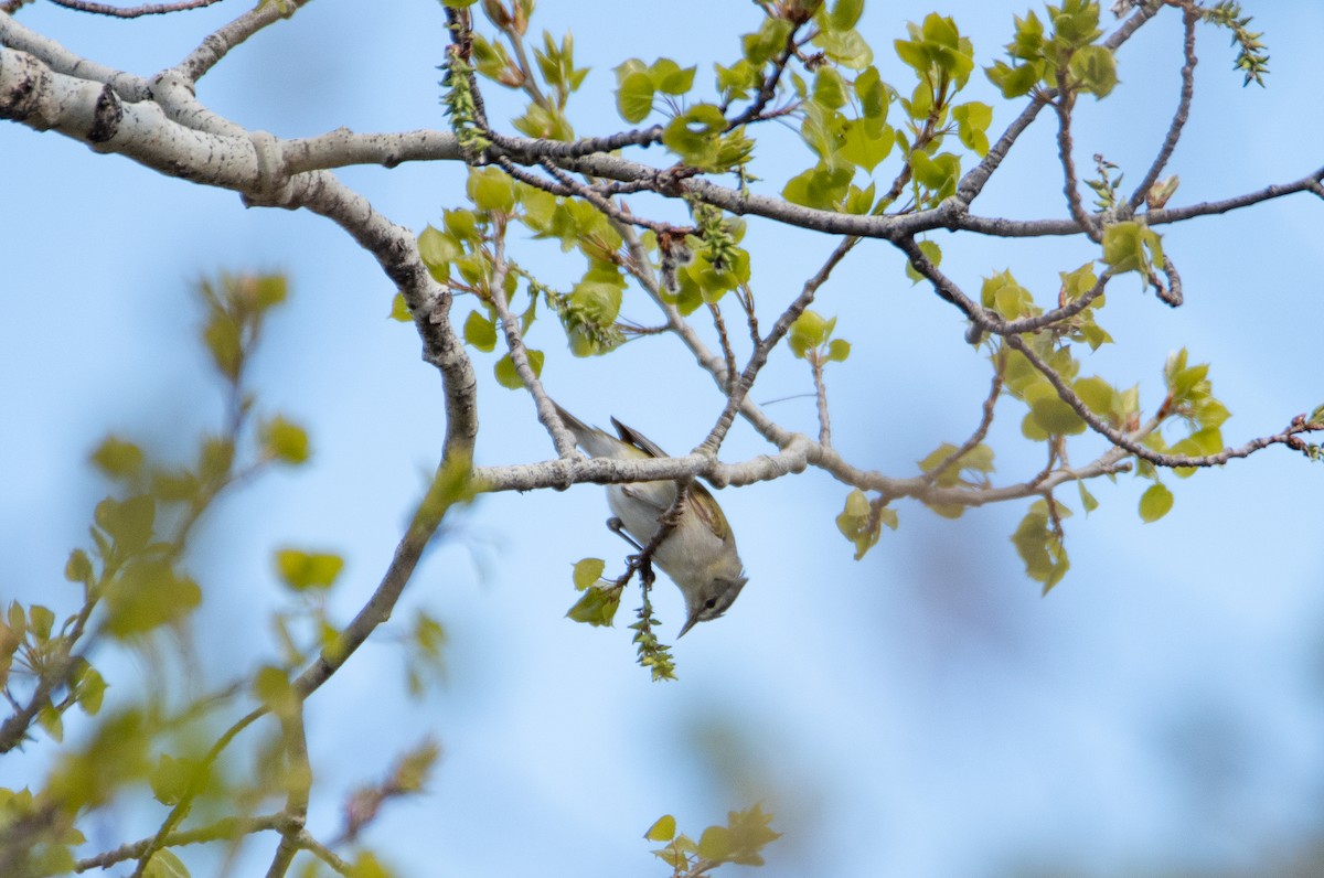 Tennessee Warbler - ML619789767