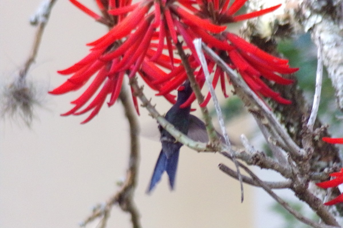 Swallow-tailed Hummingbird - ML619789785